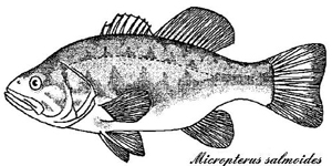 L'invasione del barbaro