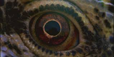 Una scena del film