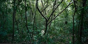 Selva tr&aacute;gica