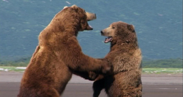 Grizzly